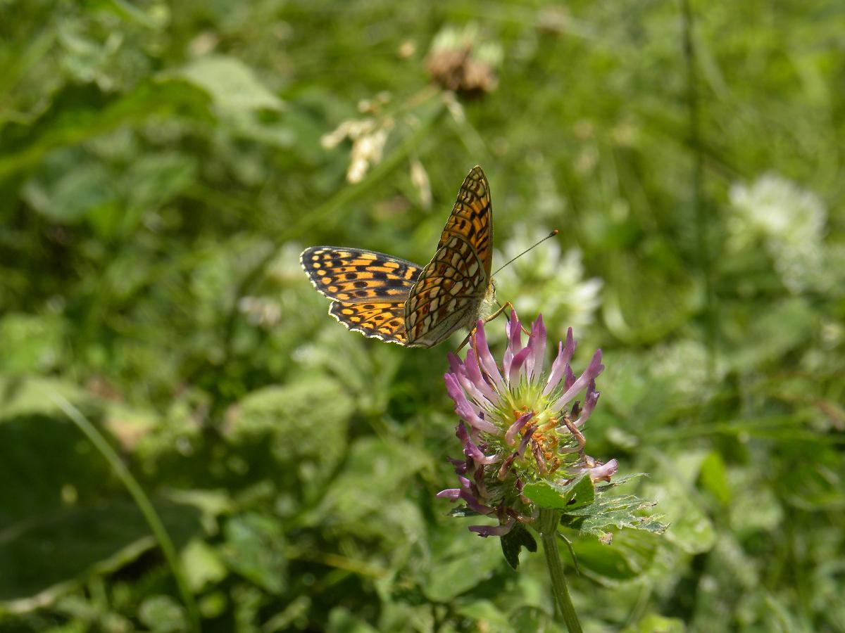 Farfalle Ortles-Cevedale-Stelvio